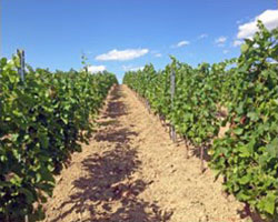 Vinařství Jaroslav Springer