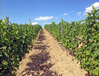 Vinařství Jaroslav Springer