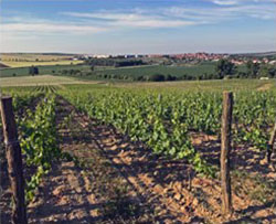 Vinařství Jaroslav Springer