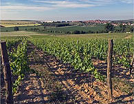 Vinařství Jaroslav Springer